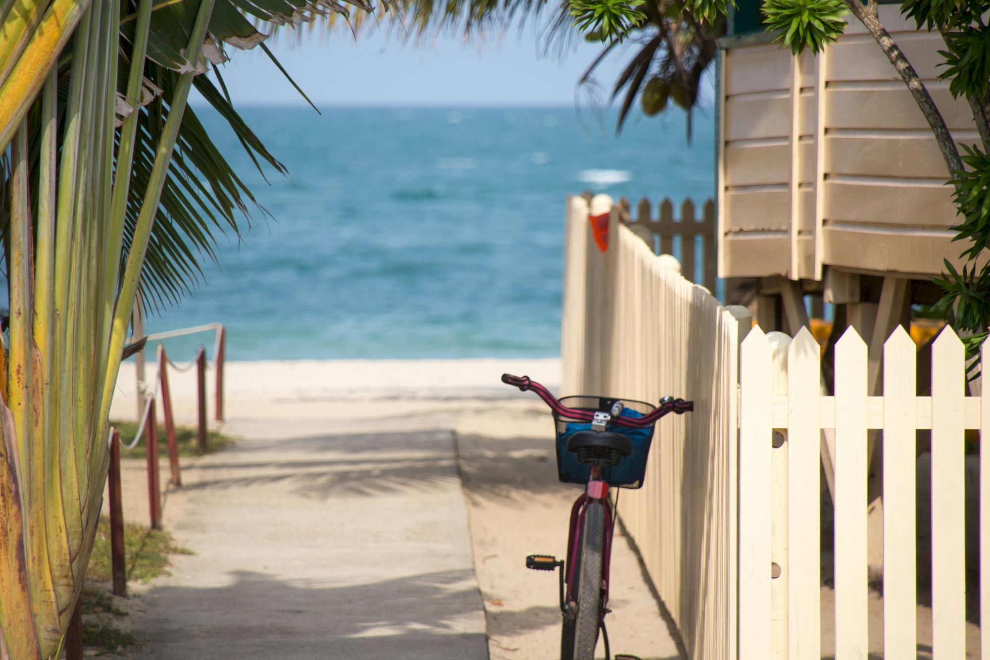 A seaside path framed by palm leaves, with white picket fencing, a parked bicycle, and the ocean stretching in the background.